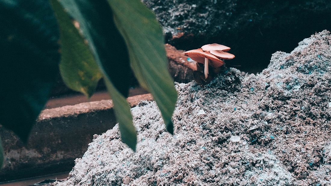 How an IMPAC+<sup>®</sup> project is converting plastic waste into bricks for construction