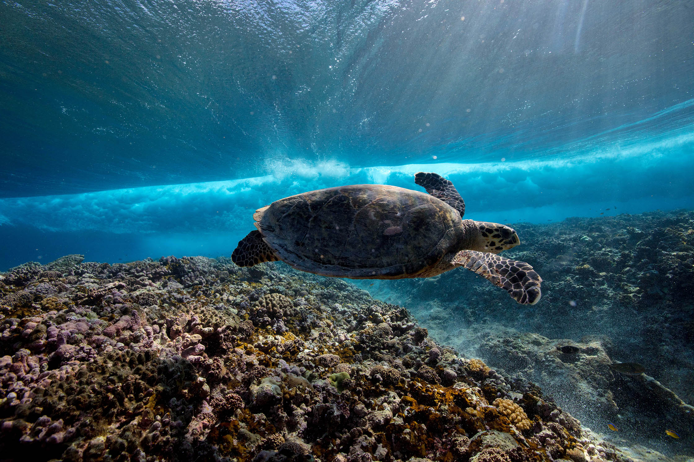 Bagaimana Plastik di Laut Berdampak pada Penyu?