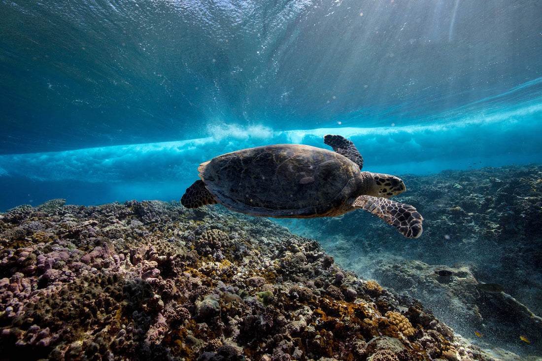 How is Ocean Plastic impacting Sea Turtles?